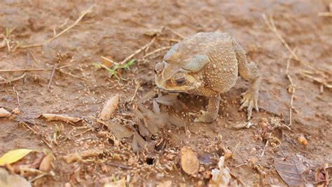 Termite Nests: Termite Mating Season