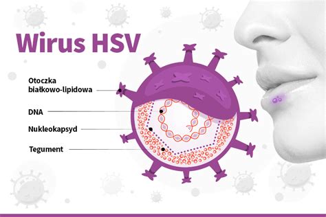 Czym Jest Wirus Hsv Przyczyny I Objawy Heviran Comfort