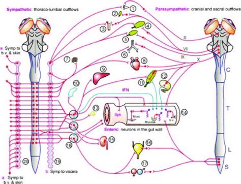 Anatomical Representation Of The Autonomic Nervous System 1 Eye 2