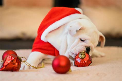 Bulldog on Christmas 1224666 Stock Photo at Vecteezy