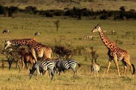 4 Tage Tansania Mid Range Lodge Safari GetYourGuide