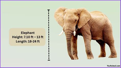 Elephant Height How Tall Are They Compared To Others