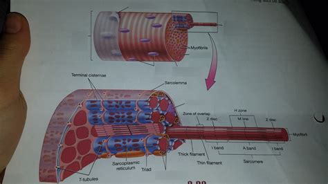 myofibril structure Diagram | Quizlet