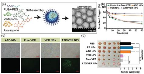 Reactive Oxygen Species‐regulating Strategies Based On Nanomaterials For Disease Treatment