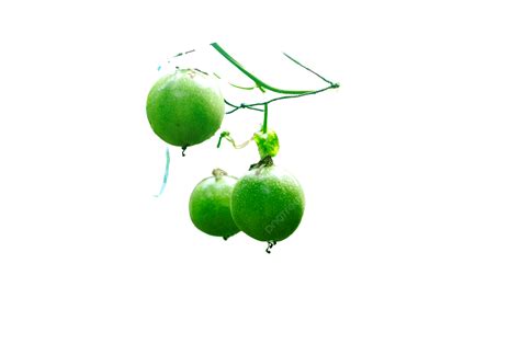 passion fruit on tree 9