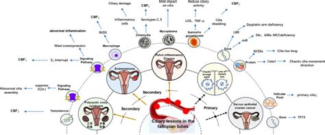 The Ignored Structure For Female Fertility Fallopian Tube Cilia