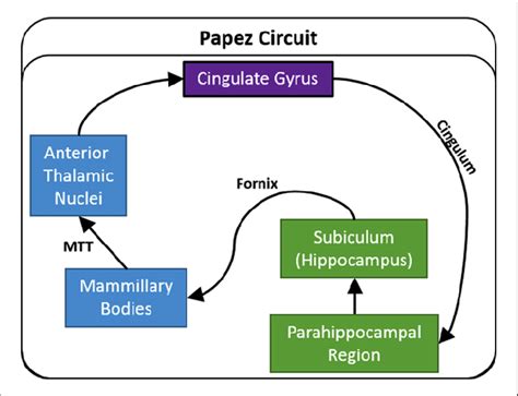Traditional depiction of Papez circuit. The arrows show the direction ...