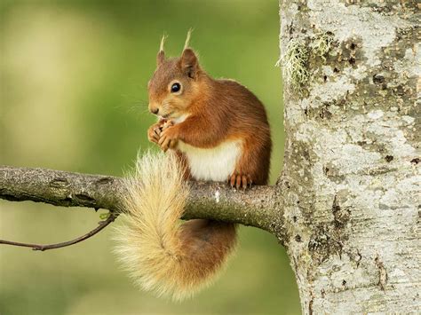 red squirrel  grey squirrel