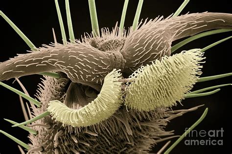 The Foot Of A House Fly Photograph By Dr Jeremy Burgess Science Photo