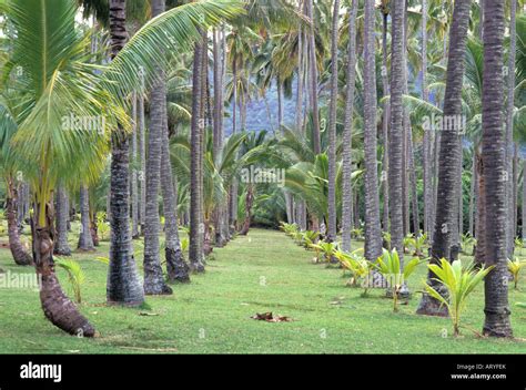 The grounds of the Coco Palms Resort, setting for Elvis Presley film ...