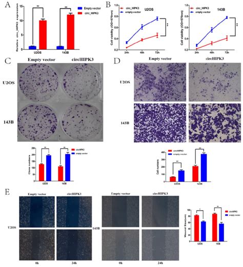 Circhipk3 Overexpression Suppressed Cell Proliferation Migration And