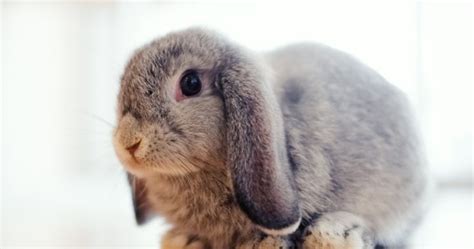 These Droopy Eared Rabbits Look Like They Need A Hug Holland Lop