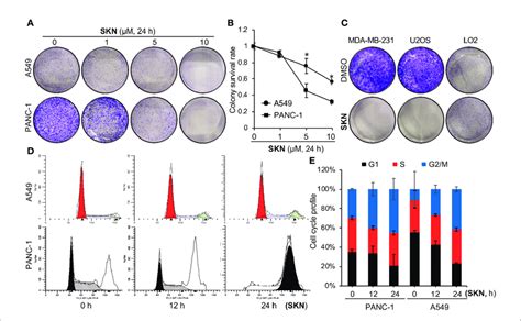 Effects Of Shikonin On Cell Survival And Cell Cycle A A549 Or