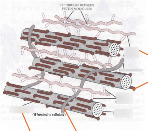 primary cell wall Diagram | Quizlet