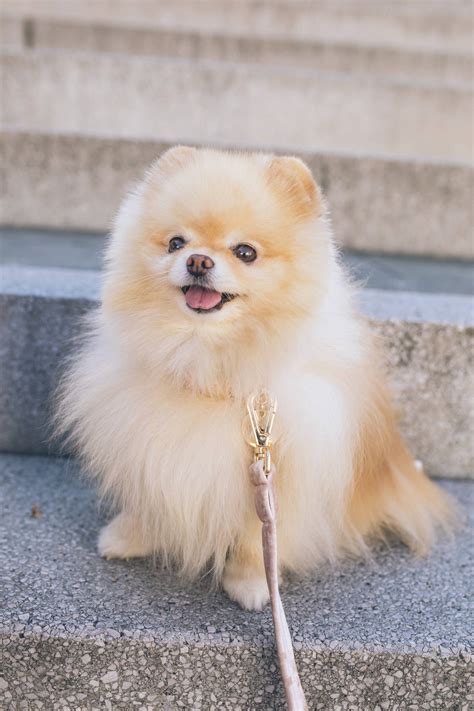 long coated pomeranian puppy wallpaper wallpaperscom