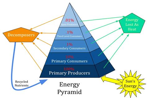 What is an Ecosystem? Types, Examples and Importance