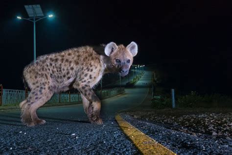 Urban Wildlife How To Photograph Wildlife In The City Nature Ttl