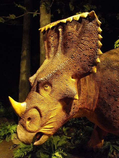 Vagaceratops Pictures And Facts The Dinosaur Database