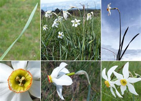 Narcissus poëticus L Portale sulla flora del Parco Naturale Dolomiti