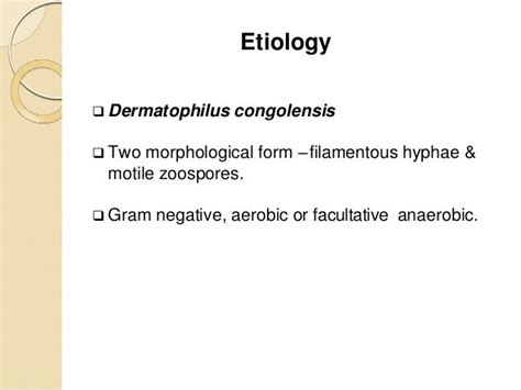 Dermatophilosis