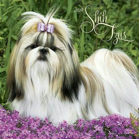 Pin by Angélica Layla on Cachorrinhos Shih tzu Shih tzu dog