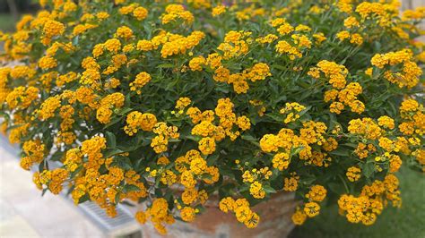 Como Plantar Lantana Camara Em Vasos Blog Do Jardineiro Amador