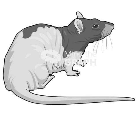 Free Rat Nude 2 Icons Symbols Pictures And Images Mind The Graph