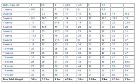 PetPom | Accurate Pomeranian Growth Chart