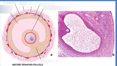 Mature Graafian Follicle Diagram Quizlet