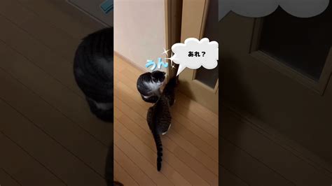 兄猫に期待する弟猫 おもしろ かわいい Shorts 猫動画 動物（犬・猫 他色々）【まとめ動画】