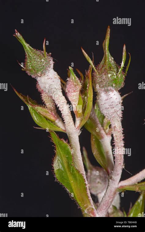 Powdery Mildew Podosphaera Pannosa Fungal Disease On Rose Buds Rosa