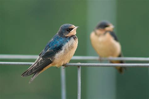 Barn Swallow | Audubon Field Guide