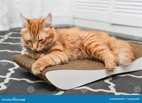 Cute Ginger Cat Lying On The Scratching Post Stock Photo Image Of