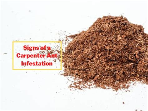 Cambridge Pest Removal Warning Signs Of Carpenter Ant Infestation