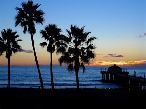 California Palm Trees Wallpaper - WallpaperSafari