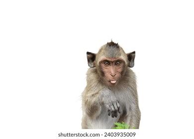 501 Monkey Tongue Sticking Out Images, Stock Photos, 3D objects ...