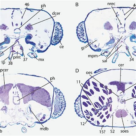 Head Of Micromalthus Debilis Sem Micrographs A Dorsal View B Download Scientific Diagram