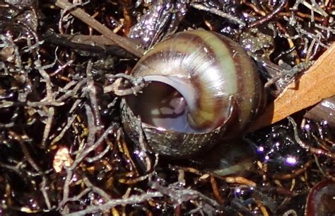 Banded Mystery Snail From Gadsden County FL USA On February 08 2021