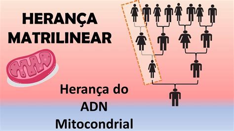 Heran A Matrilinear Heran A Do Dna Mitocondrial Biologia Na Yra