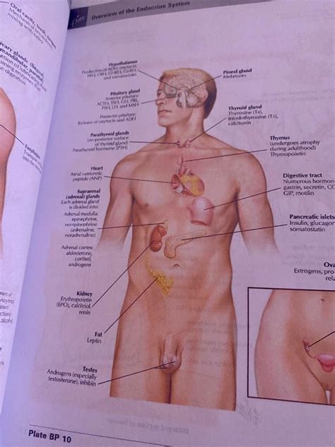 Netter Atlas Of Human Anatomy 7th Ed Hardbound 2 Highlight And Notes