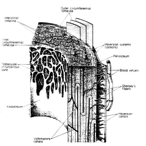 Periosteum - Definition, Function, Location and Pictures