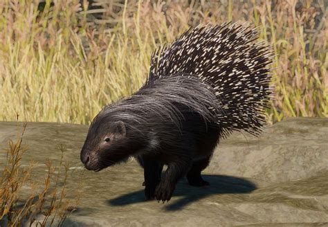 African Crested Porcupine Planet Zoo Wiki Fandom