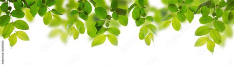 Green Leaves Isolated On A White Background Stock Photo Adobe Stock