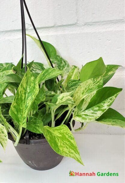 4″ Pot Rare Marble Queen Pothos Variegated Indoor Live Plant Also Available In Rooted Cutting