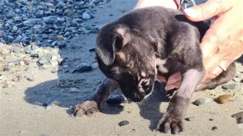 Cane Viene Trovato Dal Prete A Riposare Sul Grembo Di Ges