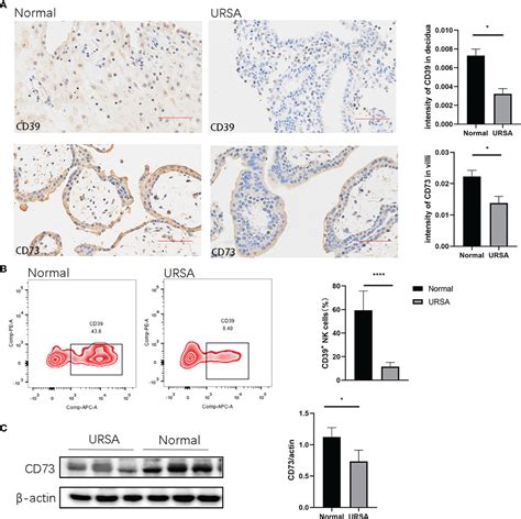 Frontiers Cd39cd73 Dysregulation Of Adenosine Metabolism Increases