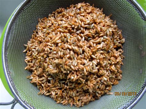 Karins German Schwarzbrot With Whole Rye Berries Brot Bread