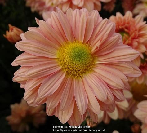 Early Flowering Spray Chrysanthemum Chrysanthemum Peach Enbee Wedding