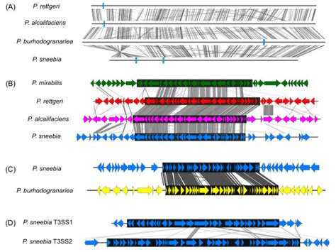 Similarity Of Type 3 Secretion Systems T3SS A Alignment Of The