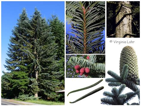 Noble Fir Abies Procera Native To The Western N America These Trees Attains The Largest